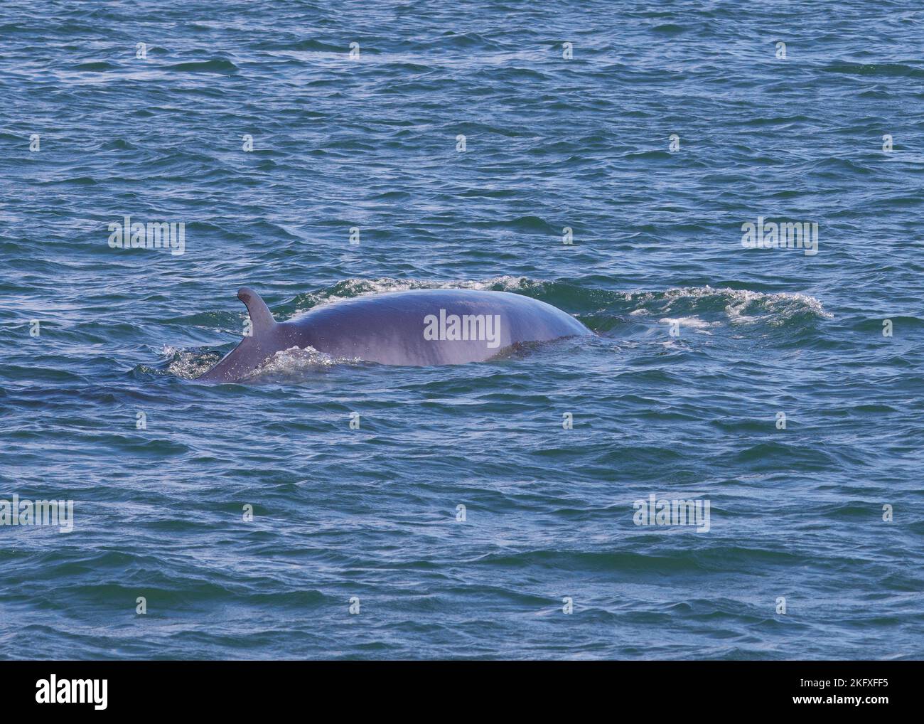 Blick auf einen Zwergwal, der während einer Walbeobachtungstour in der Bay of Fundy auftaucht. Stockfoto