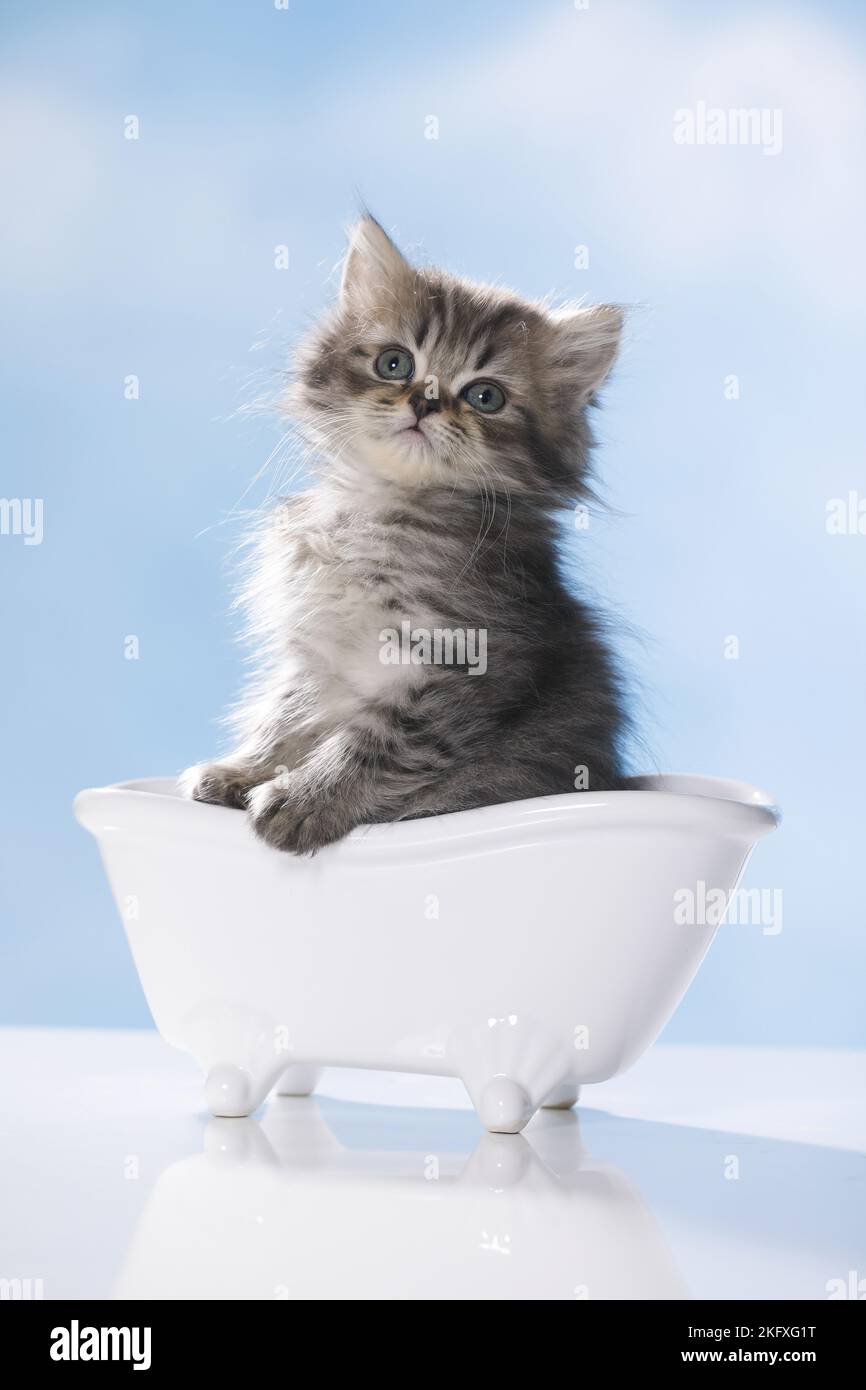 Britische Langhaar-Kätzchen in einer Badewanne Stockfoto