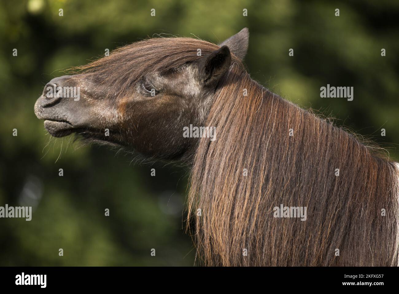 Shetland Pony Porträt Stockfoto