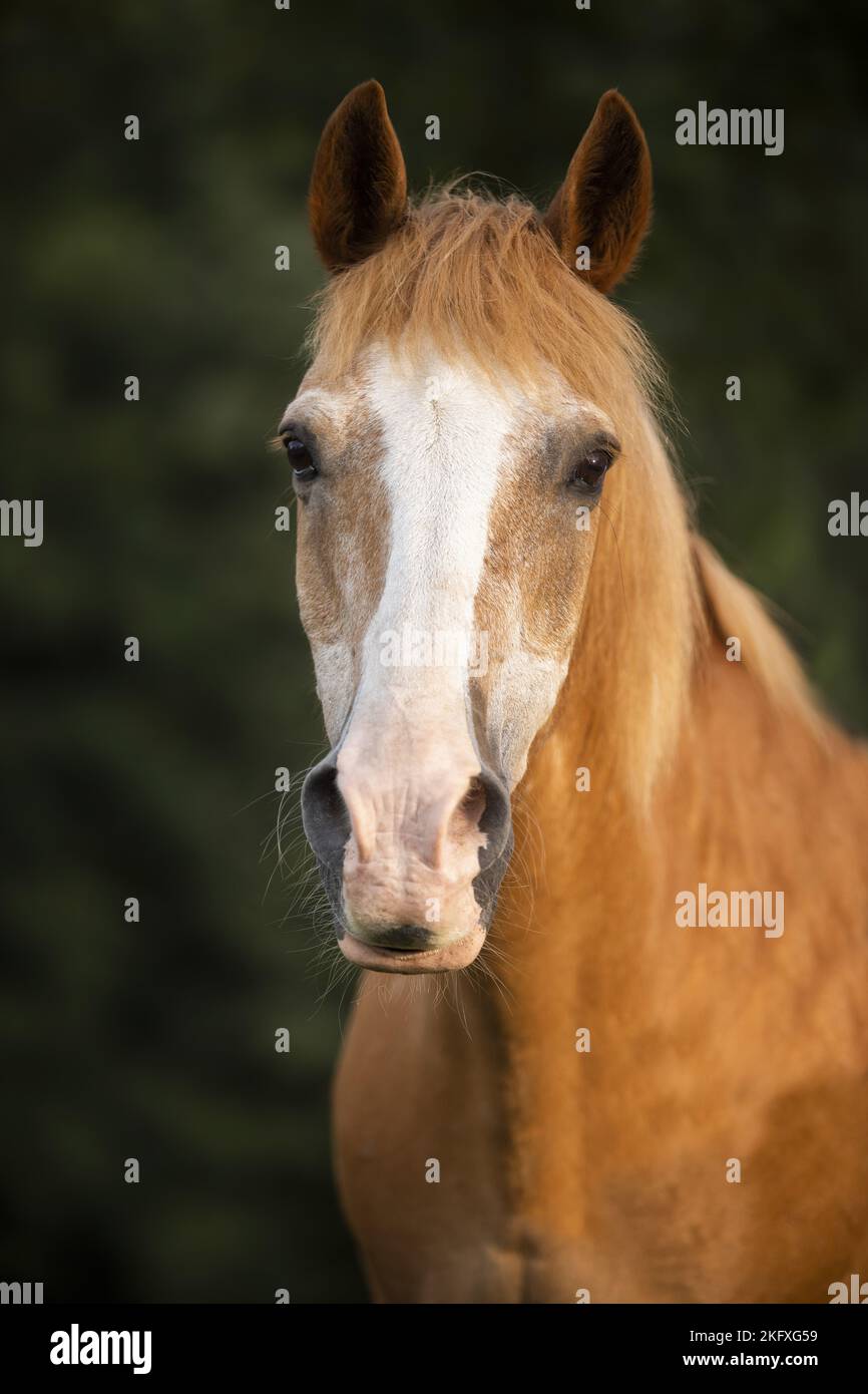 Pony-Porträt Stockfoto