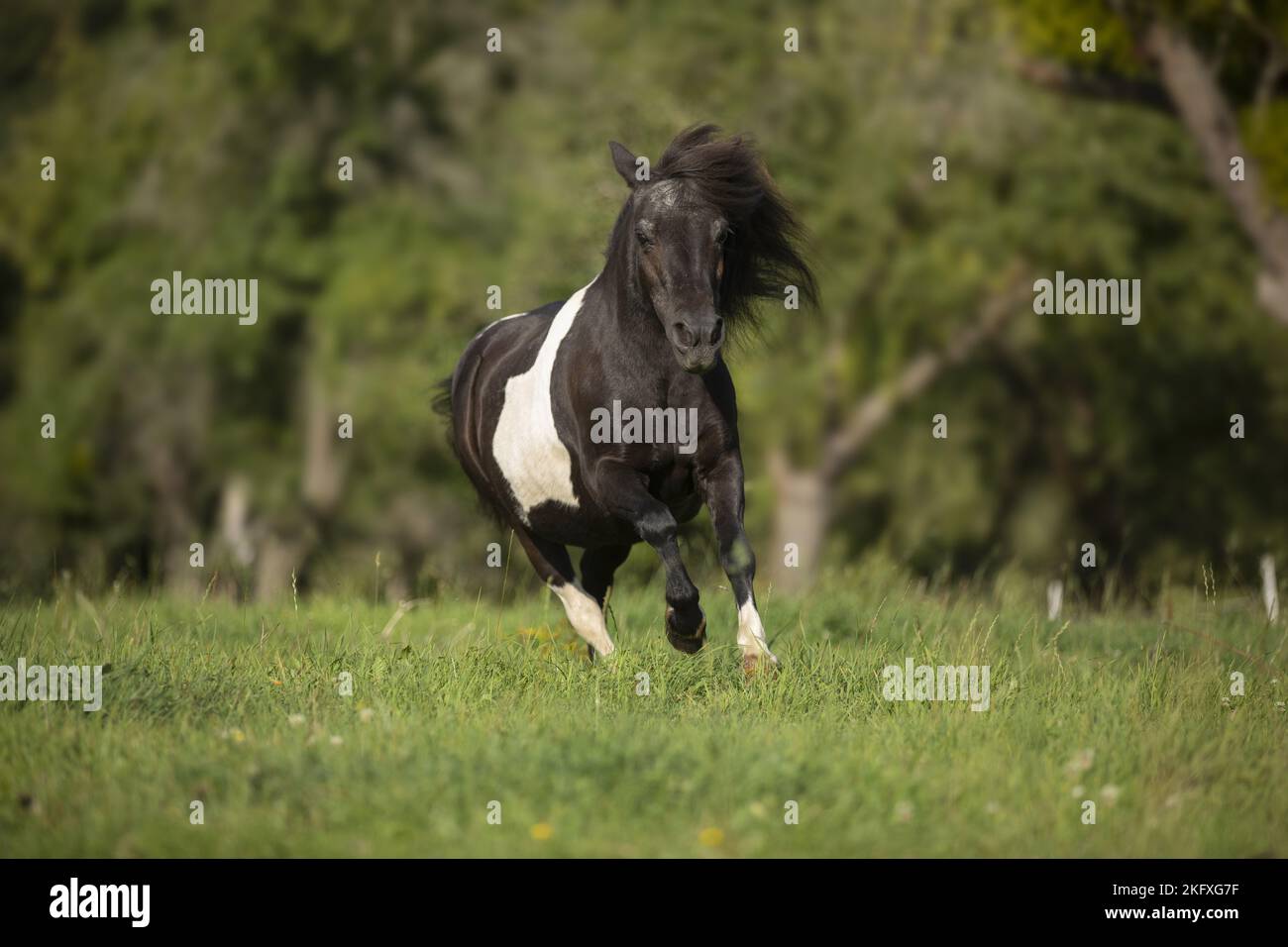 Shetland-Pony im Galopp Stockfoto