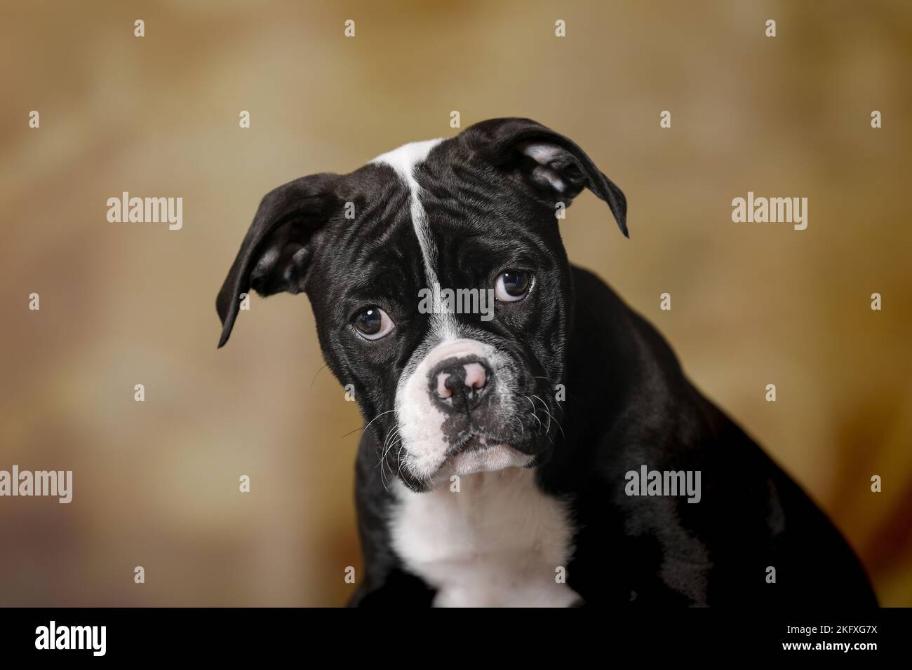 American Bulldog Portrait Stockfoto