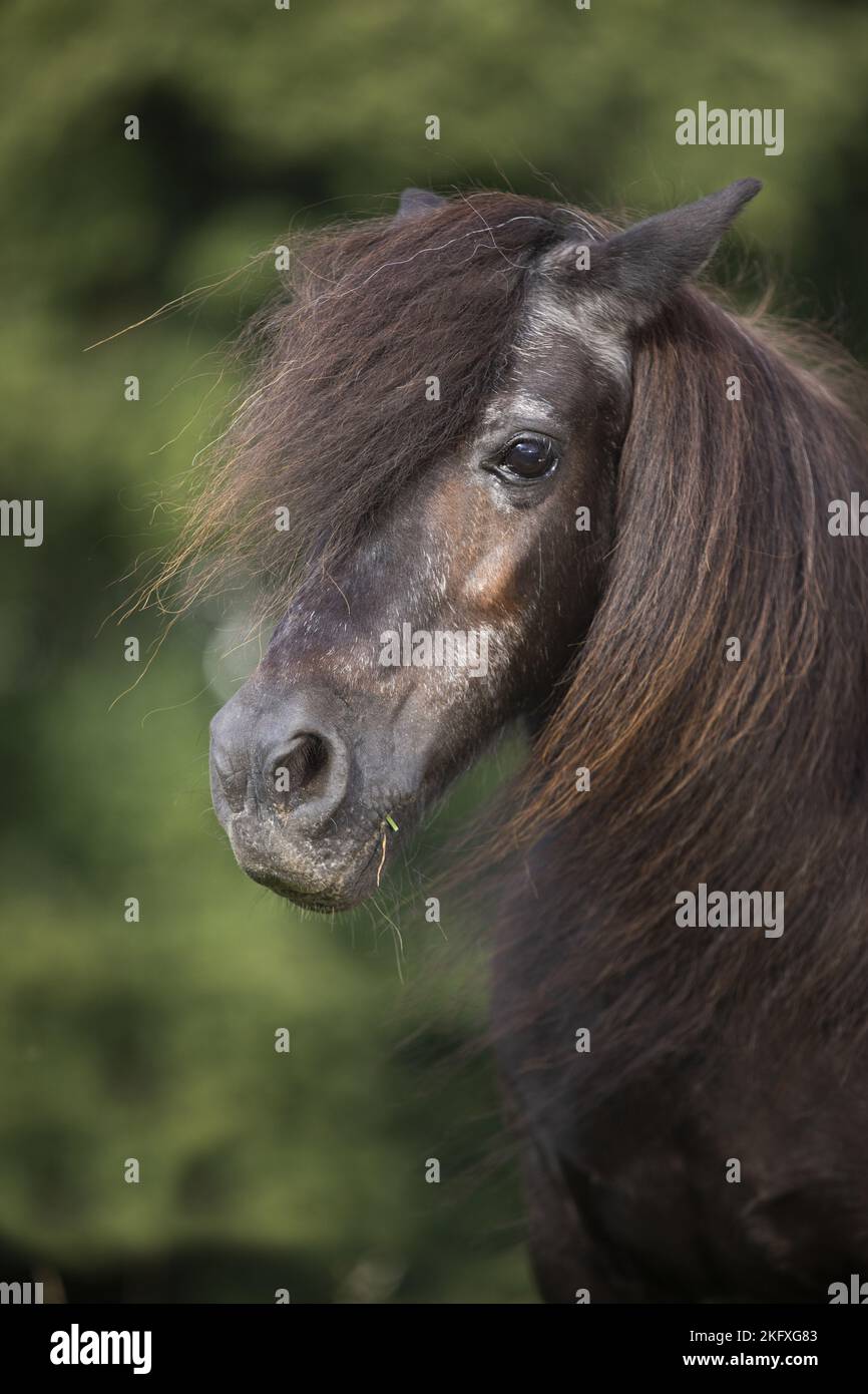 Shetland Pony Porträt Stockfoto