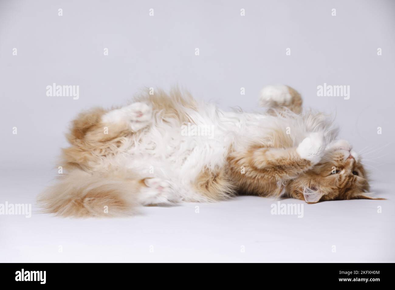 Maine Coon liegend Stockfoto