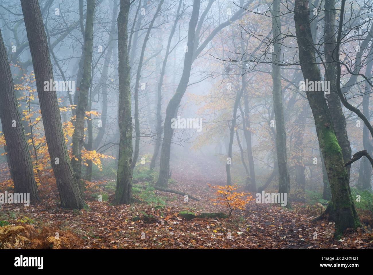 Ein Hauch von Herbstfarbe hält den entgegenkommenden Winter während eines nebligen Morgens im Chevin Forest Park mit einem bunten Plätschern im Auge. Stockfoto