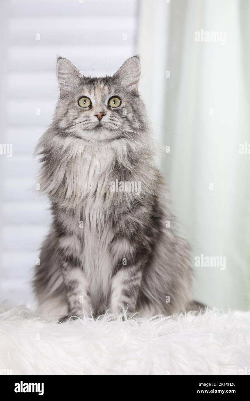 Maine Coon zu sitzen Stockfoto
