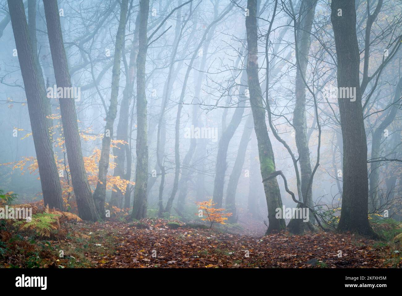Ein Hauch von Herbstfarbe hält den entgegenkommenden Winter während eines nebligen Morgens im Chevin Forest Park mit einem bunten Plätschern im Auge. Stockfoto