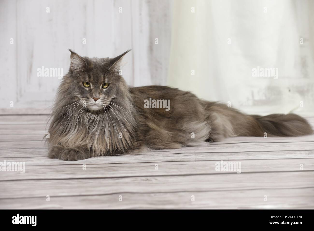 Maine Coon liegend Stockfoto