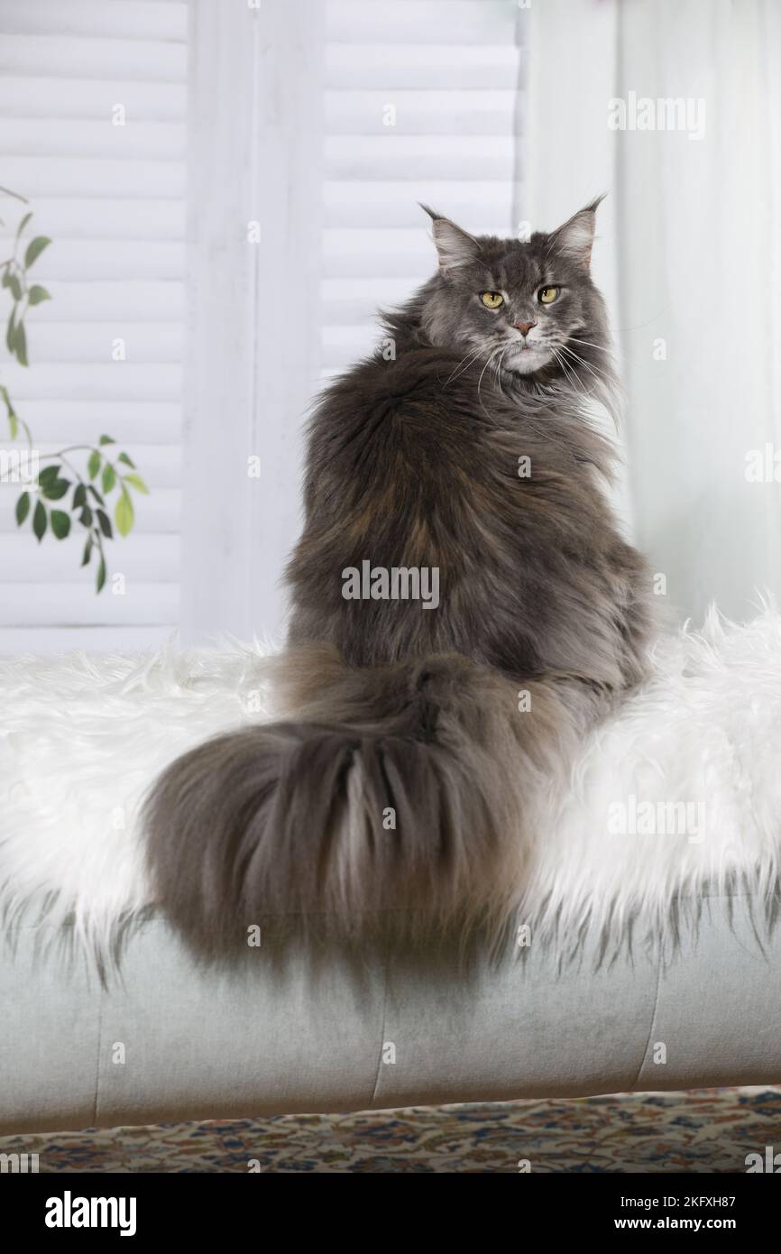 Maine Coon zu sitzen Stockfoto