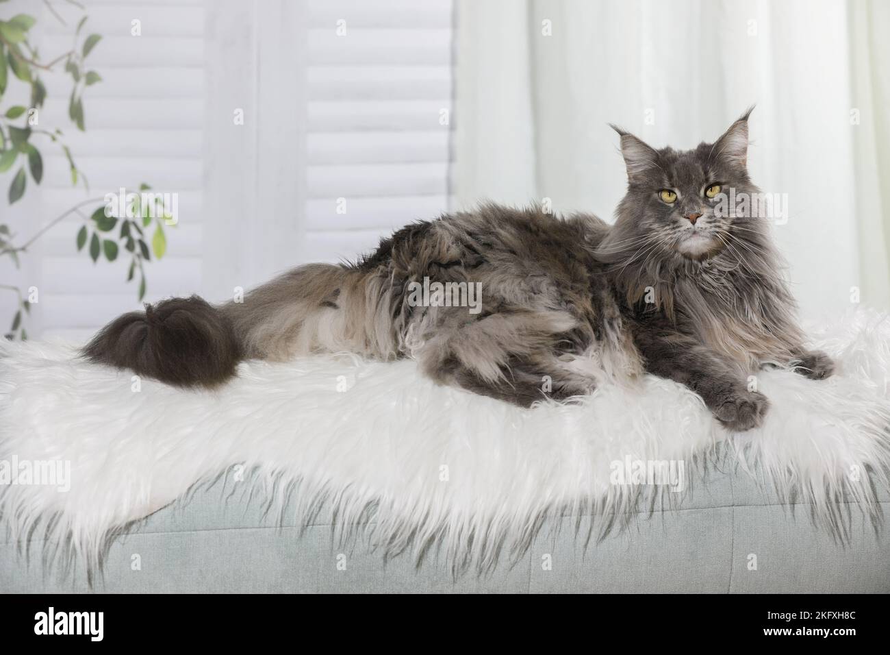Maine Coon liegend Stockfoto