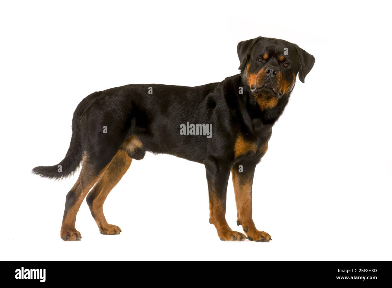 stehende Rottweiler Stockfoto