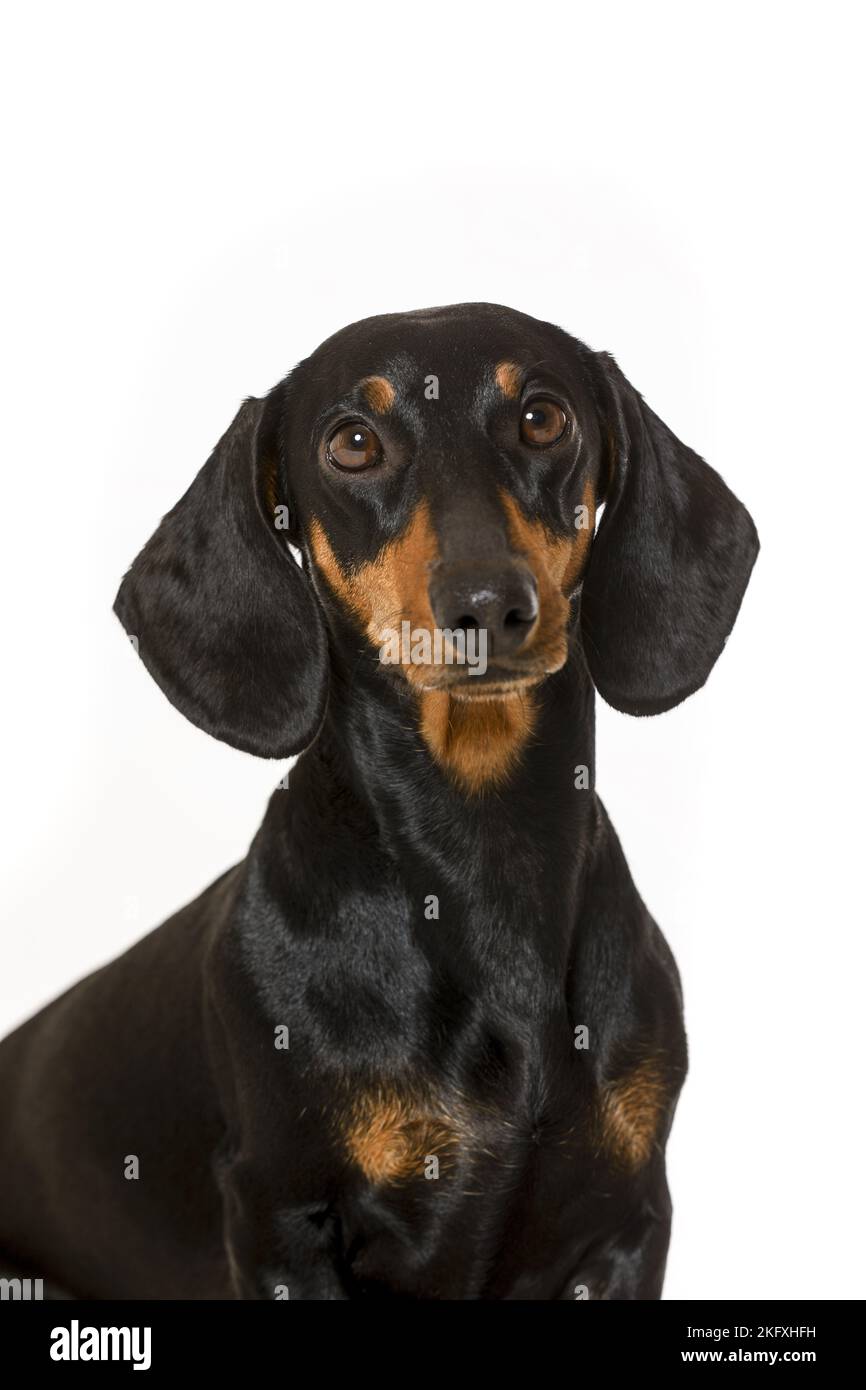 Dackel vor weißem Hintergrund Stockfoto