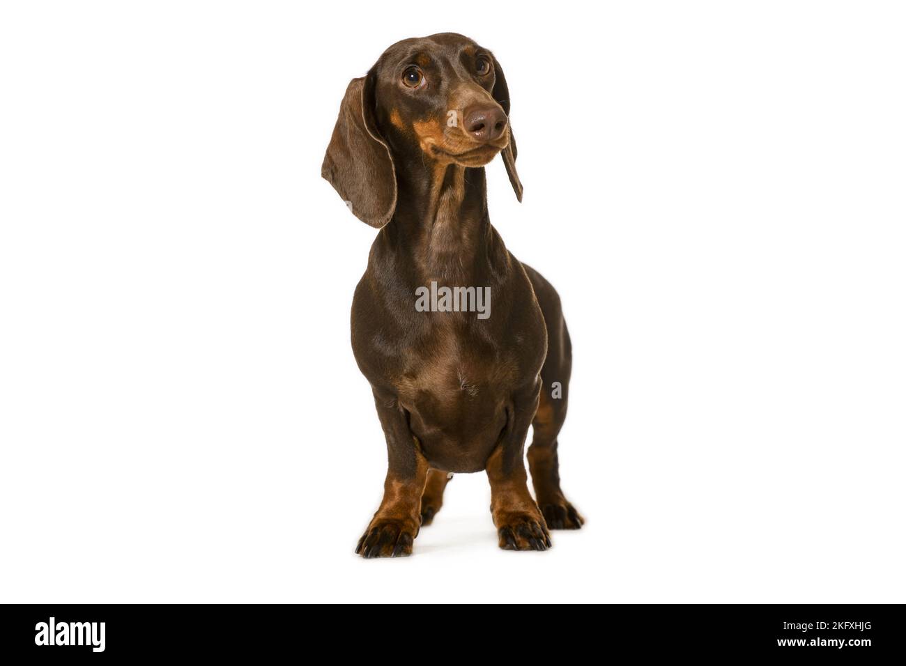 Dackel vor weißem Hintergrund Stockfoto