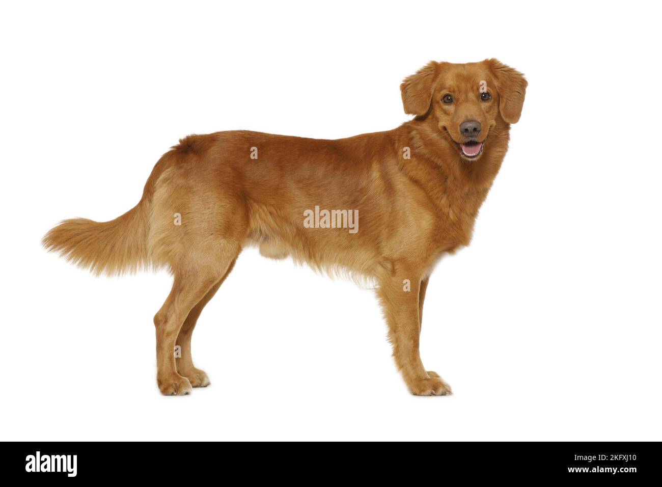 Nova Scotia Duck Tolling Retriever vor weißem Hintergrund Stockfoto