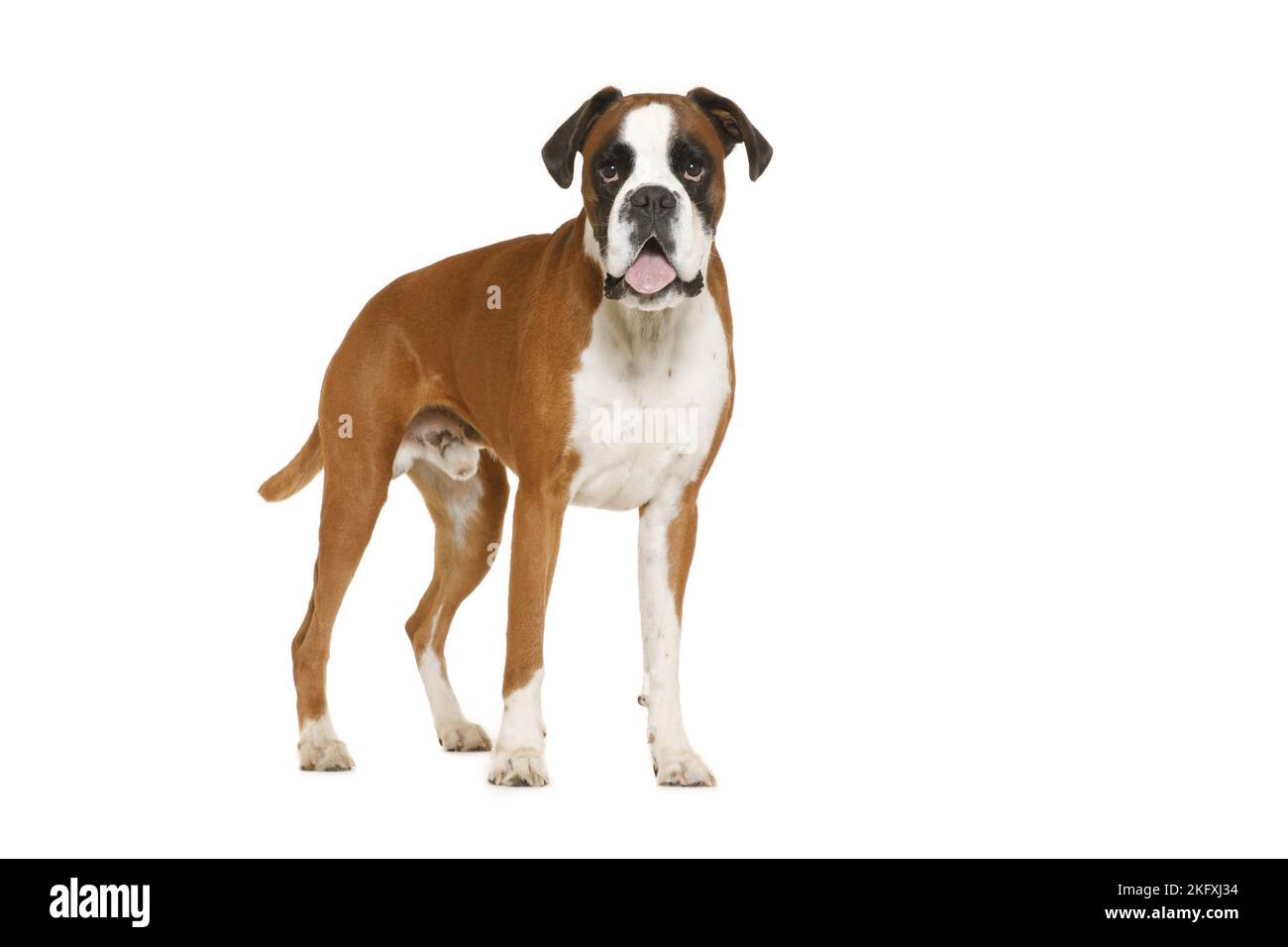 Deutscher Boxer vor weißem Hintergrund Stockfoto