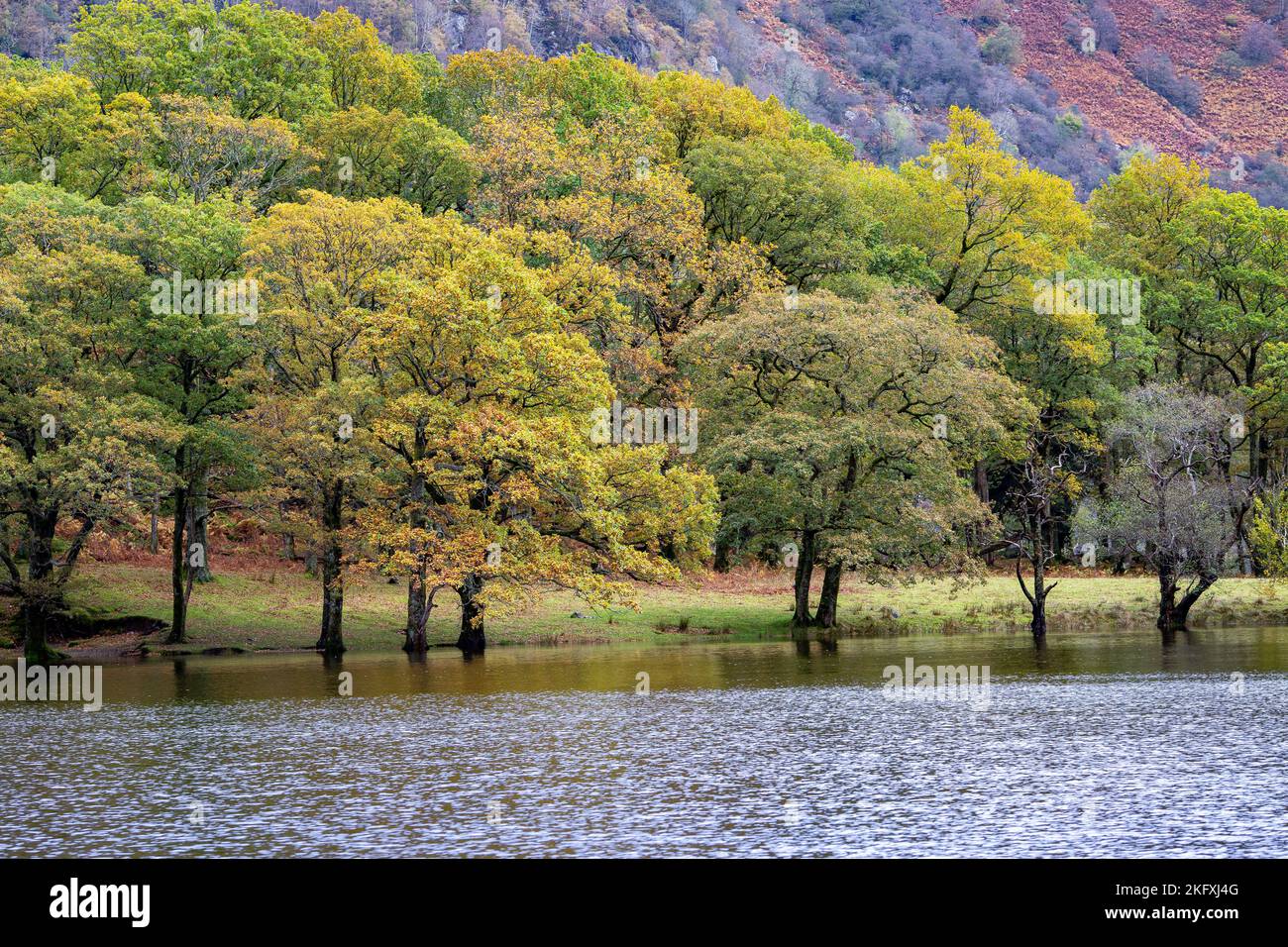Herbstblick, Loch Lomond, Schottland, Großbritannien Stockfoto