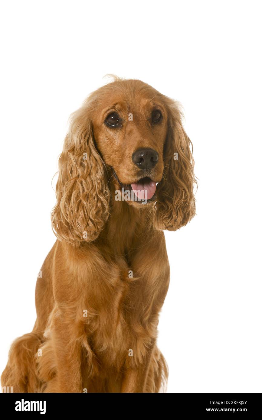 English Cocker Spaniel vor weißem Hintergrund Stockfoto