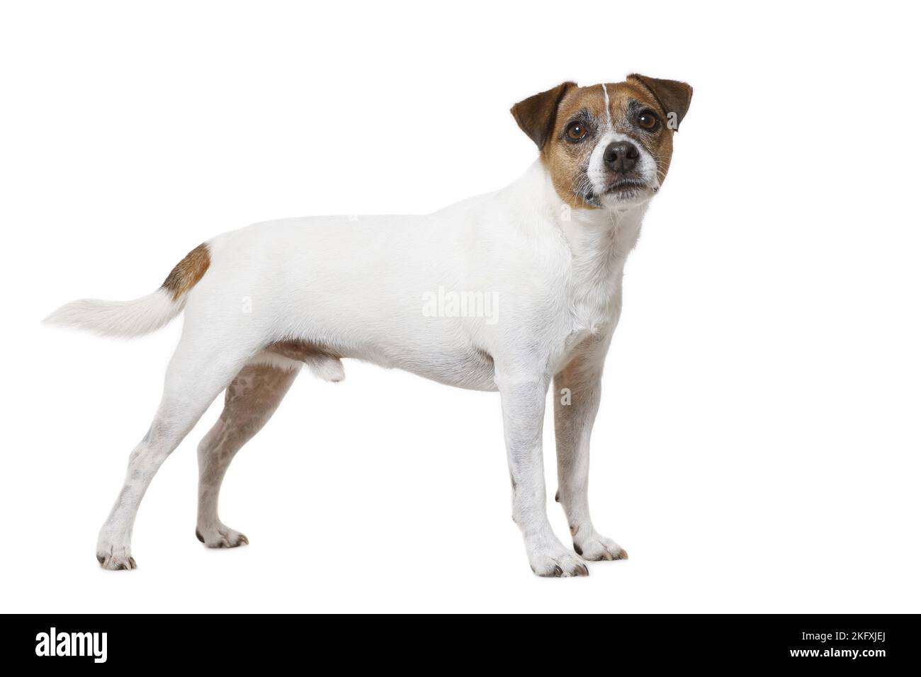 Parson Russell Terrier vor weißem Hintergrund Stockfoto