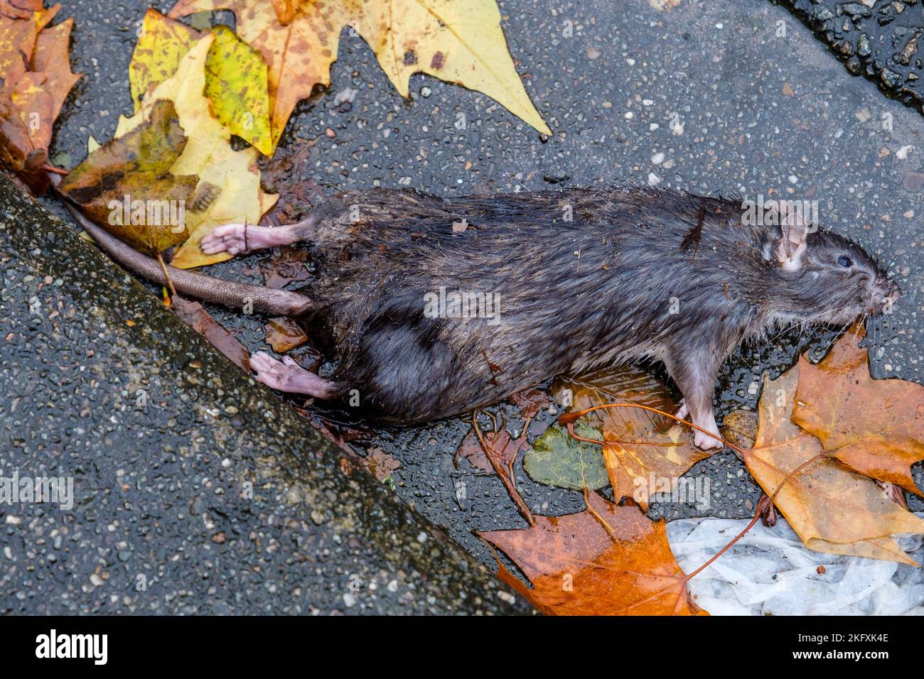 Tote Ratte auf dem Bürgersteig der brüsseler Straße | Rat mort le long d'un trottoir a Bruxelles Stockfoto