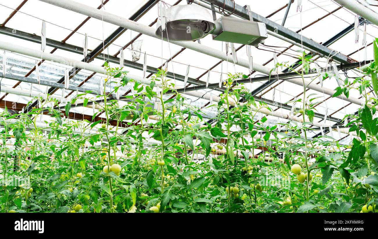 Glasdach eines Gewächshauses aus der Nähe. Anbau von Tomaten in einem  industriellen Gewächshaus auf einem Bio-Bauernhof. Ganzjähriger Anbau von  Gemüse mit hydr Stockfotografie - Alamy