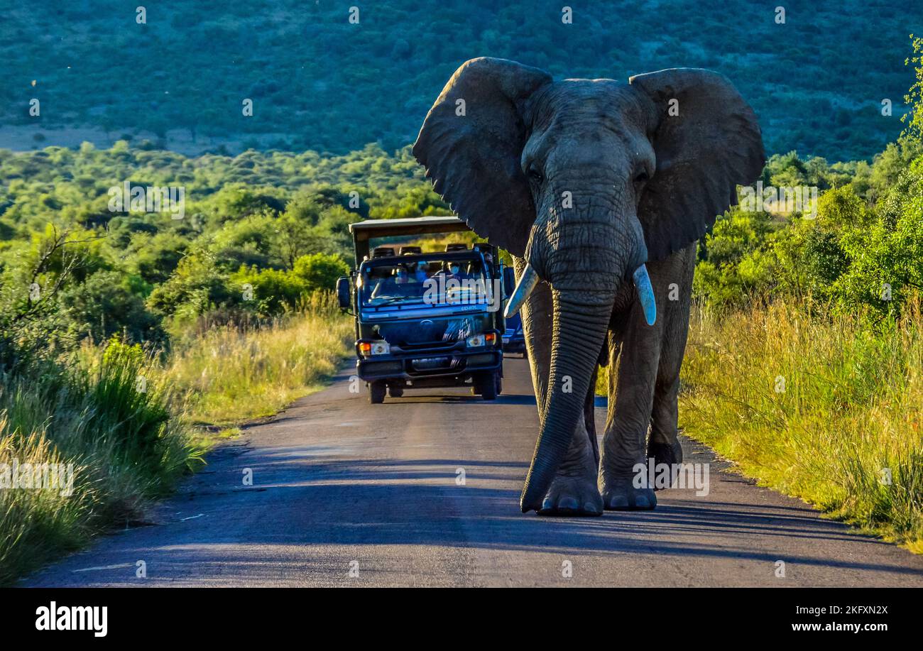 Ein einsamer aggressiver afrikanischer Elefant ( Loxodonta Africana) Sperrstraße in einem Wildreservat während einer Safari in Afrika Stockfoto