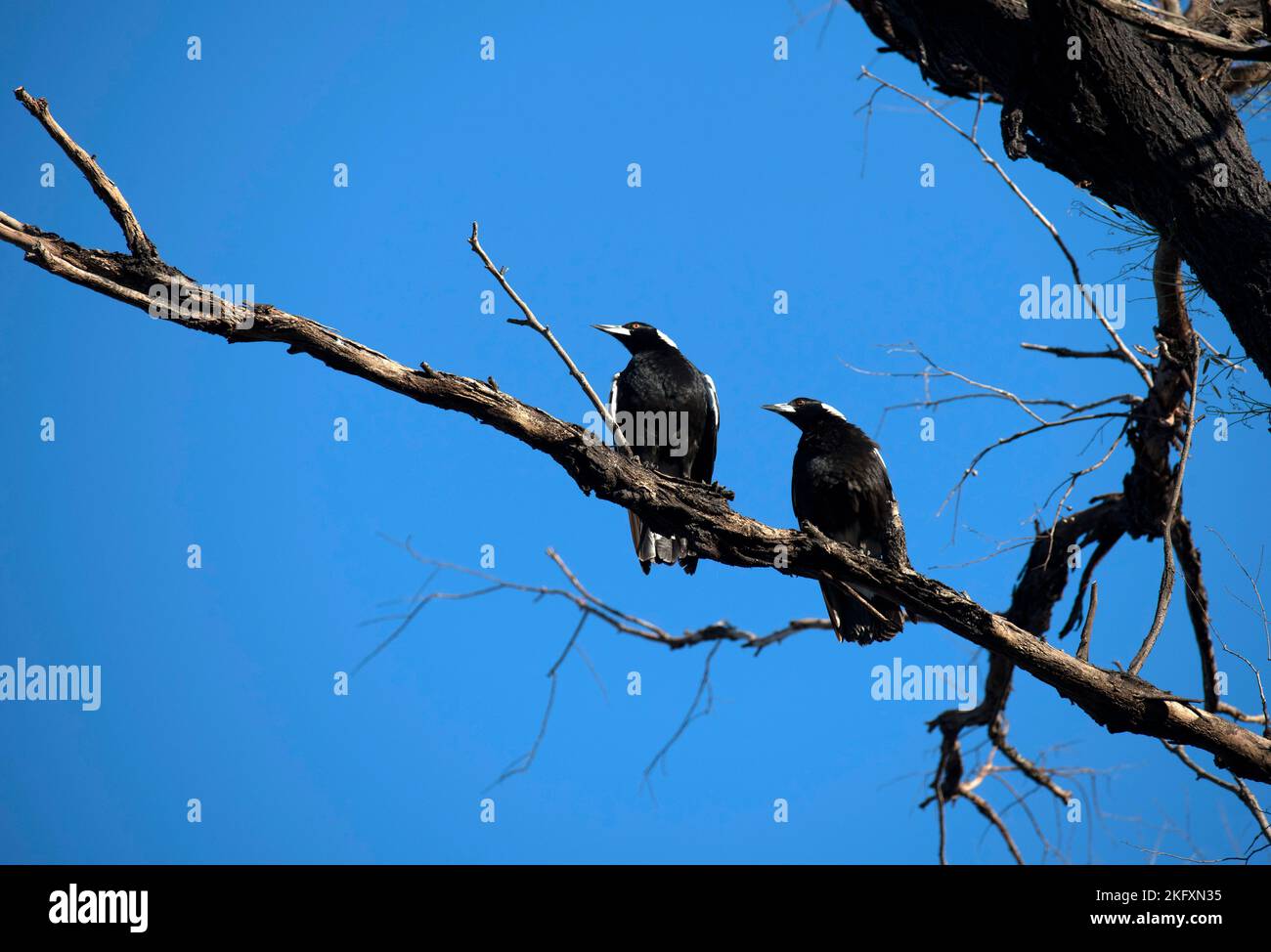 Zwei australische Elstern (Gymnorhina tibicen) auf einem Baum in Sydney, NSW, Australien (Foto: Tara Chand Malhotra) Stockfoto