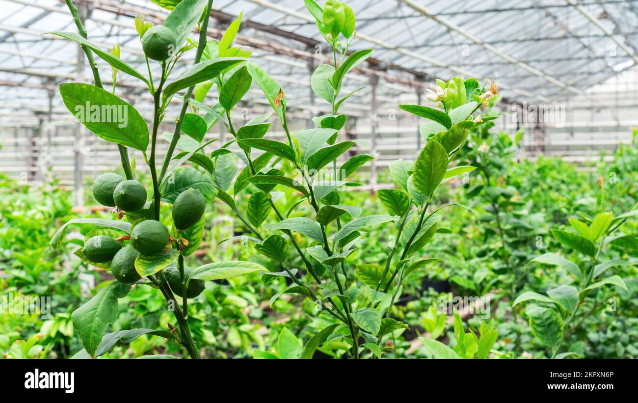 Grüne Zitronenfrüchte reifen in einem industriellen Gewächshaus. Anbau von Zitrusfrüchten in Behältern in beheizten Gewächshäusern in gemäßigten Klimazonen. Stockfoto