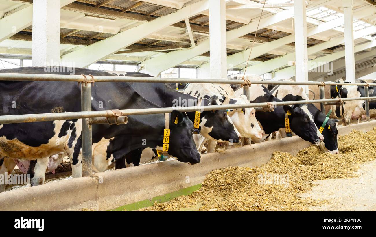 Kühe essen trockene Lebensmittel und Nahrungsergänzungsmittel in einem Stall auf einer Viehzucht. Technologie des Viehbaus auf einem Milchviehbetrieb. Halten von Vieh in den s Stockfoto