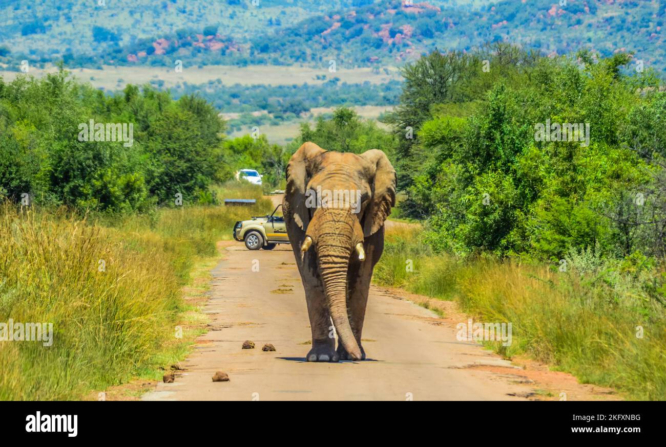 Großer und musthafrikanischer Elefant (Loxodonta Africana) Straßensperre in einem südafrikanischen Naturschutzgebiet Stockfoto