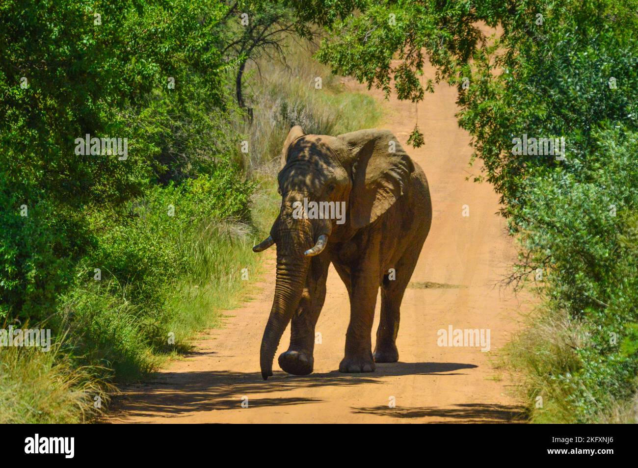 Großer und musthafrikanischer Elefant (Loxodonta Africana) Straßensperre in einem südafrikanischen Naturschutzgebiet Stockfoto