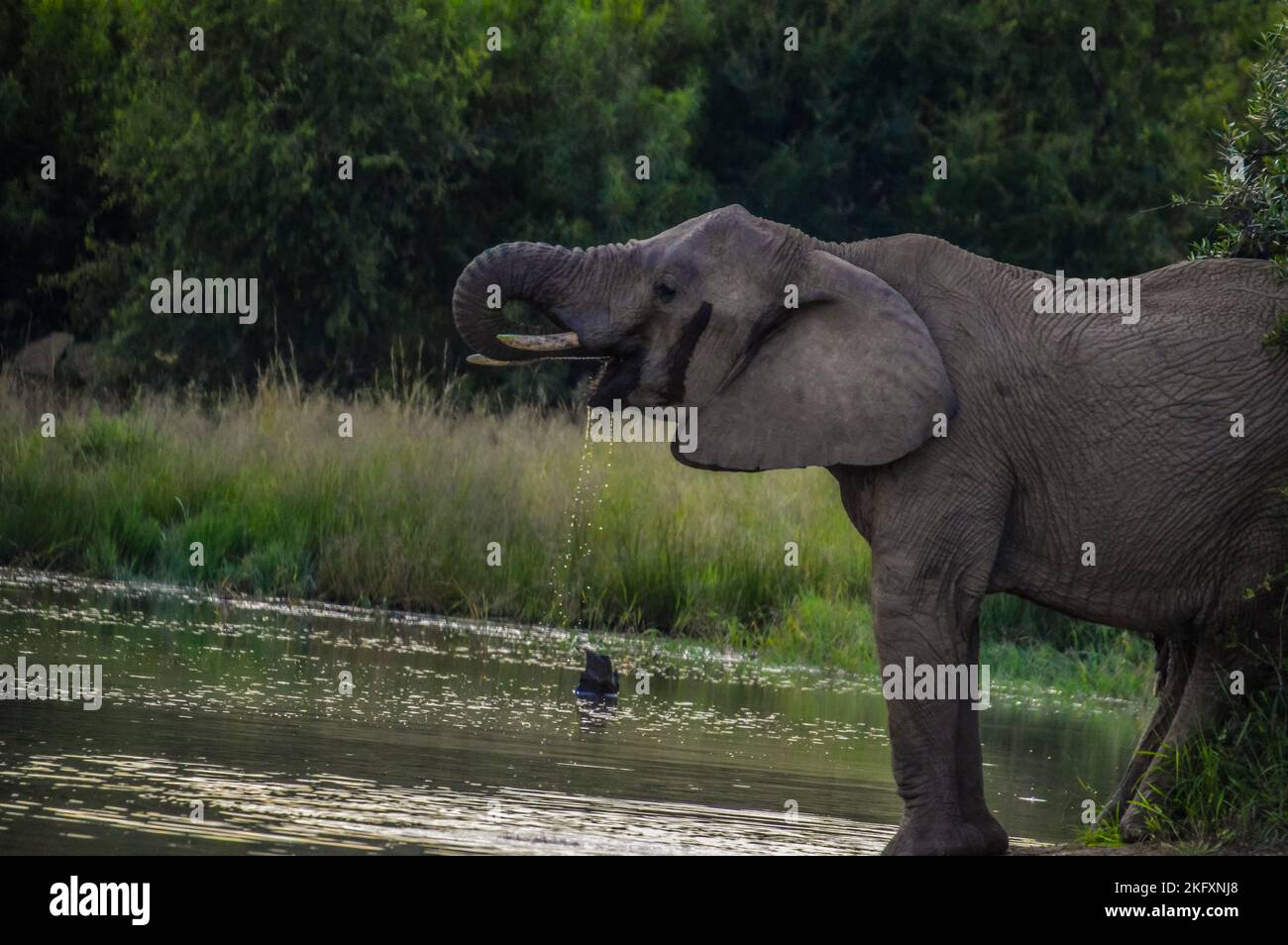 Ein süßer und junger afrikanischer Elefant, der Wasser in heißem Wasser trinkt Sommer Stockfoto