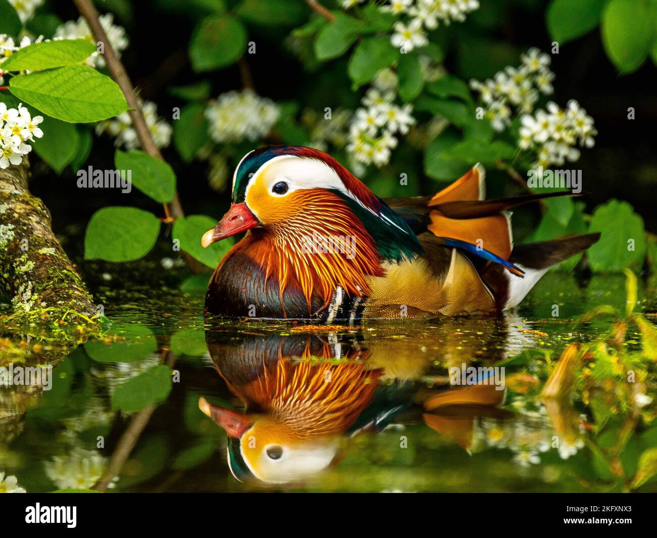 Eine Nahaufnahme einer wunderschönen Mandarinente Stockfoto