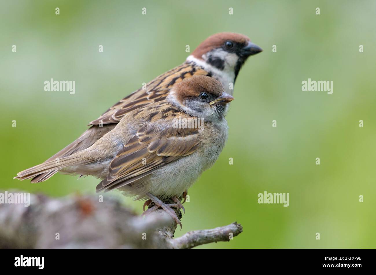 Erwachsene und junge eurasische Baumsperlinge (Passer Montanus) posieren zusammen für ein Familienportrait Stockfoto