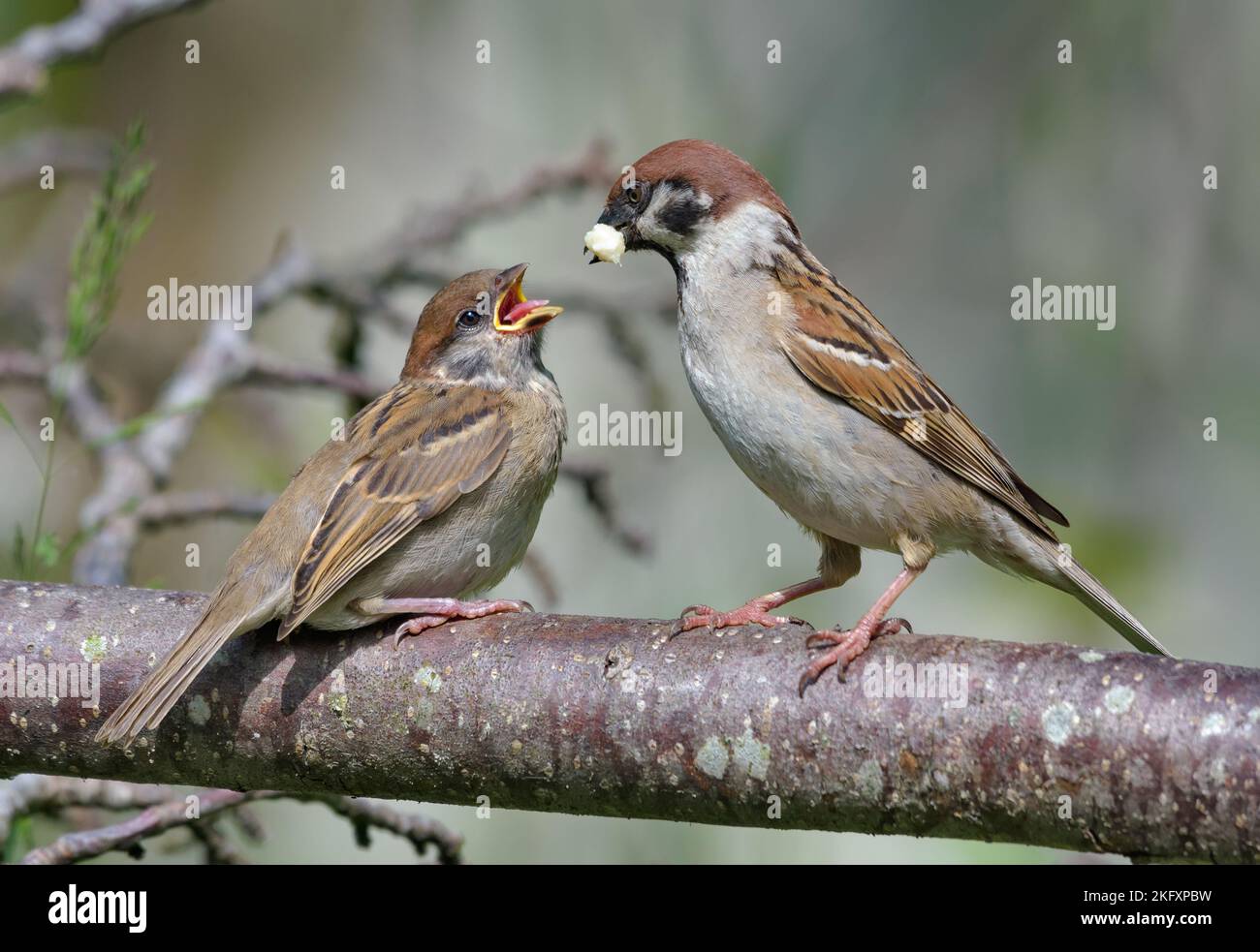 Eurasischer Baumsperling (Passant Montanus) füttert sein Küken mit weichem Futter von Mund zu Mund Stockfoto