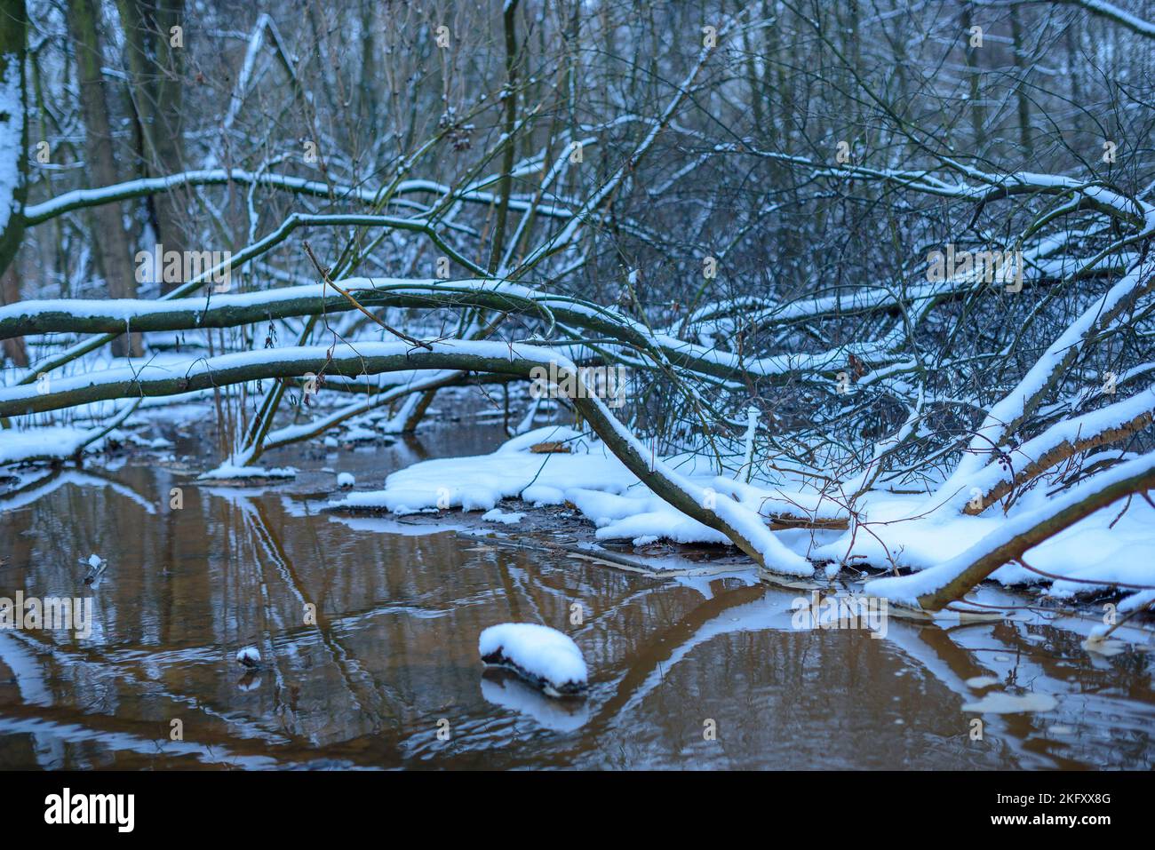 Gefallene kleine Bäume liegen im Wasser, Winter, Schnee und Eis Stockfoto