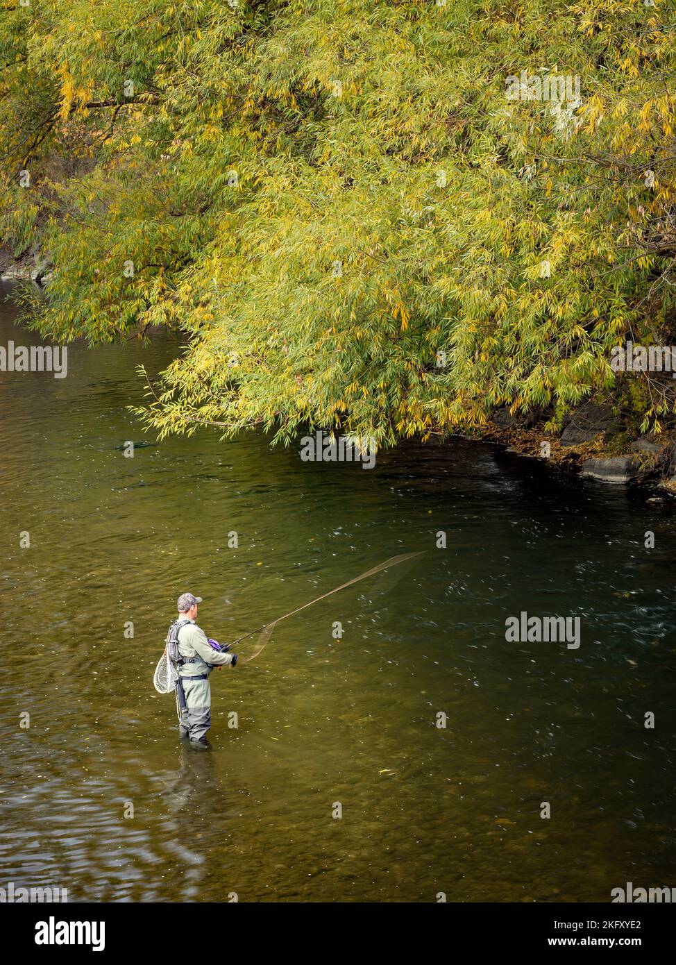 Fallbäume und Boise Fluss mit einem Fischer Stockfoto