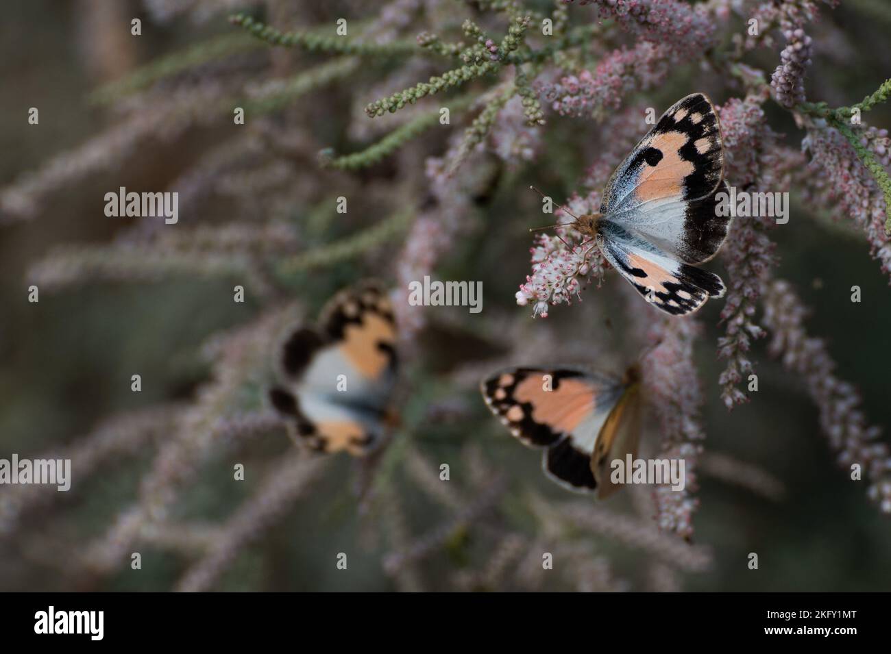 Schmetterlinge in Eilat, Israel Stockfoto