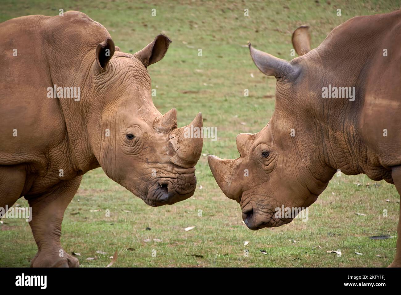 Zwei Nashörner, die sich Kopf an Kopf gegenüberstehen. Gras, Horn Detail, Kopf, Wut, Herausforderung, Leistungsstärke Stockfoto