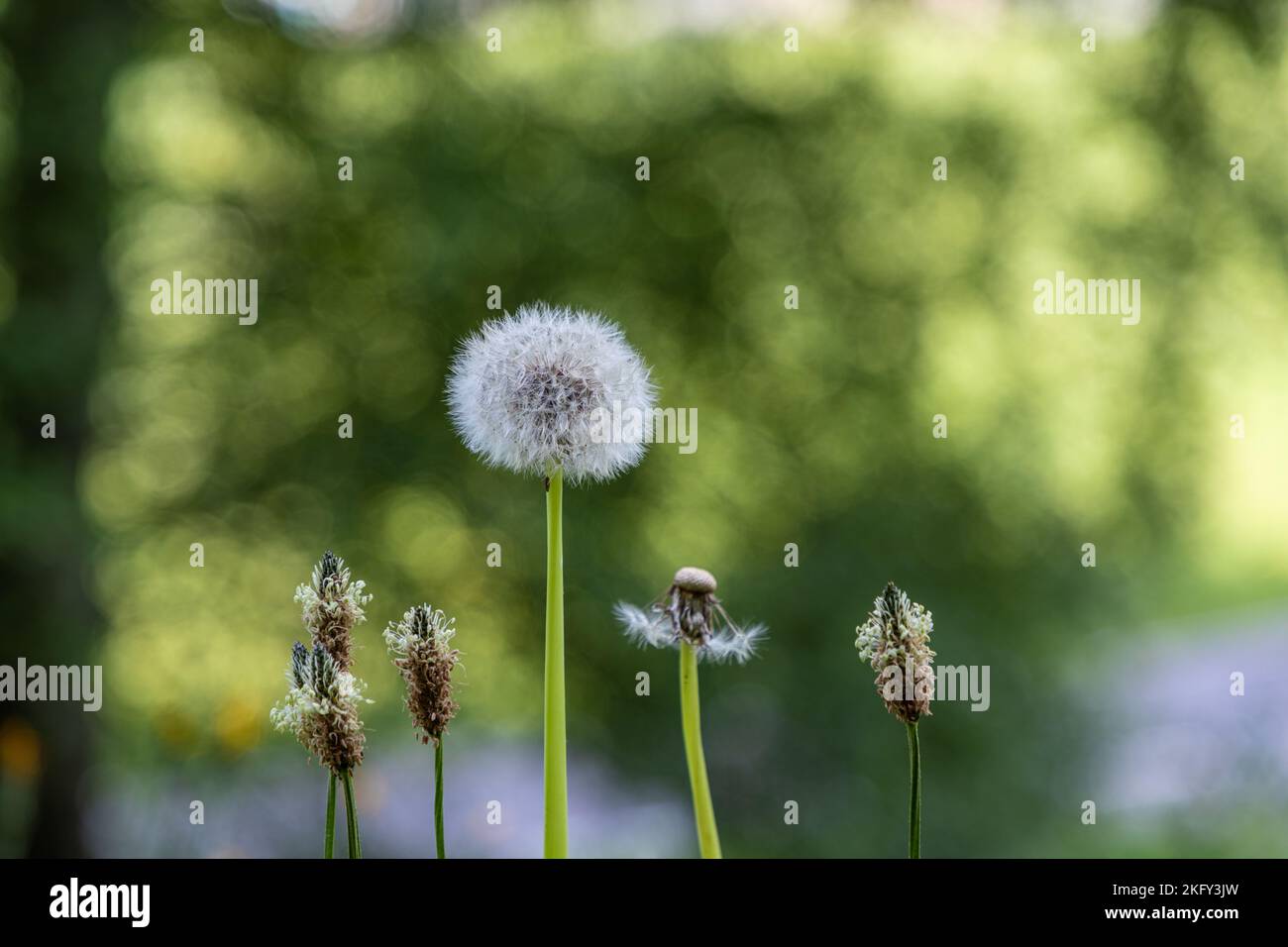 Selektiver Fokus auf den Samenkopf eines Löwenzahns mit Samen darauf, andere Samenköpfe ohne Samen sind ebenfalls sichtbar. Stockfoto