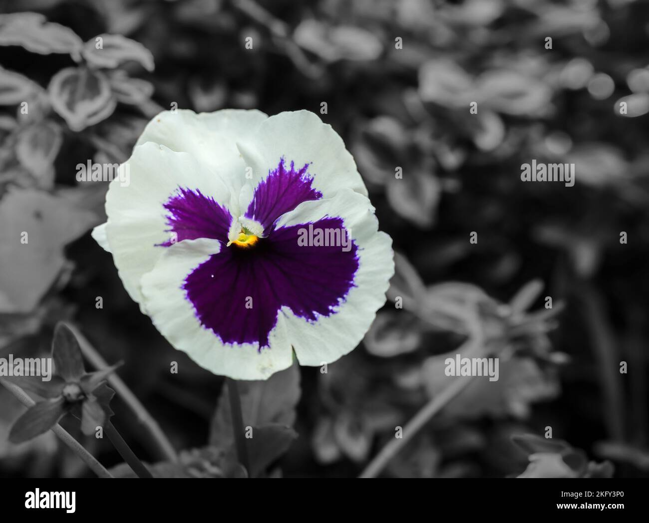 Nahaufnahme der wunderschönen, im Spätherbst blühenden Pansie (Viola tricolor var. Hortensis), Wilts UK Stockfoto