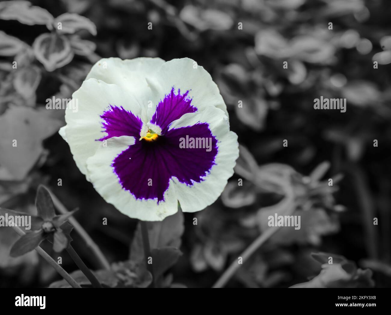 Nahaufnahme der wunderschönen, im Spätherbst blühenden Pansie (Viola tricolor var. Hortensis), Wilts UK Stockfoto