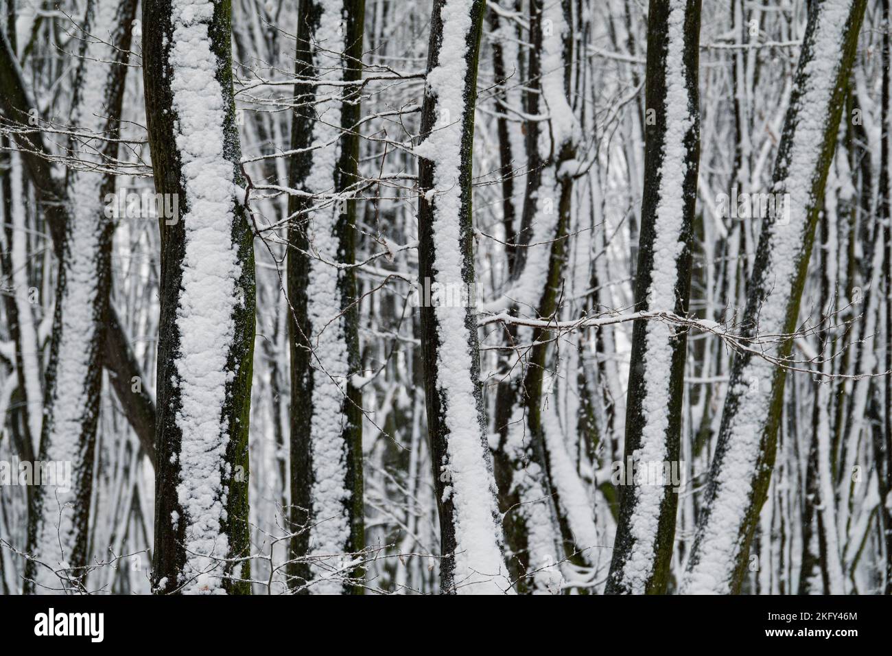 Winterschnee-Barcode. Schneestreifen auf den Baumstämmen. Kreative Natur im Winter Stockfoto