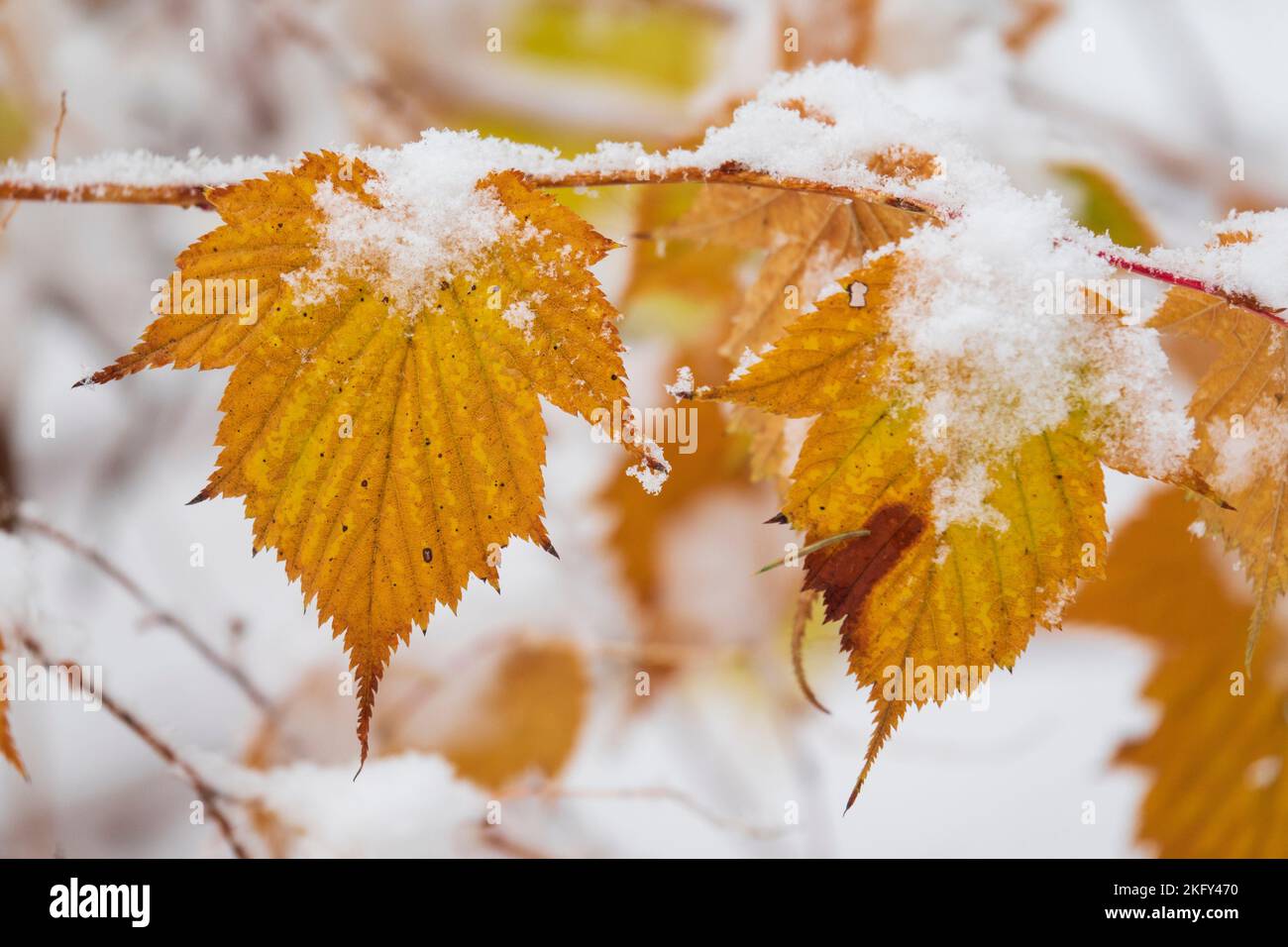 Herbstblätter von Schnee bedeckt. Der Beginn der Wintersaison Konzept. Bunte Winter floralen Hintergrund Stockfoto