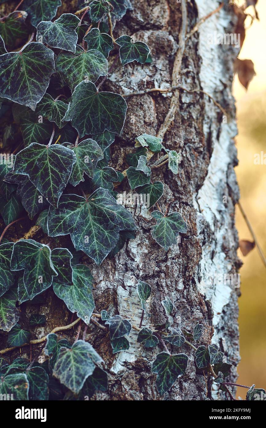 Birke mit Efeu bedeckt. Hochwertige Fotos Stockfoto