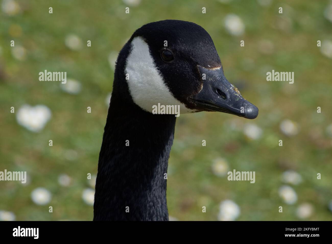 Scharfe Nahaufnahme einer Kanadischen Gänsebrande mit Bokeh-Hintergrund Stockfoto