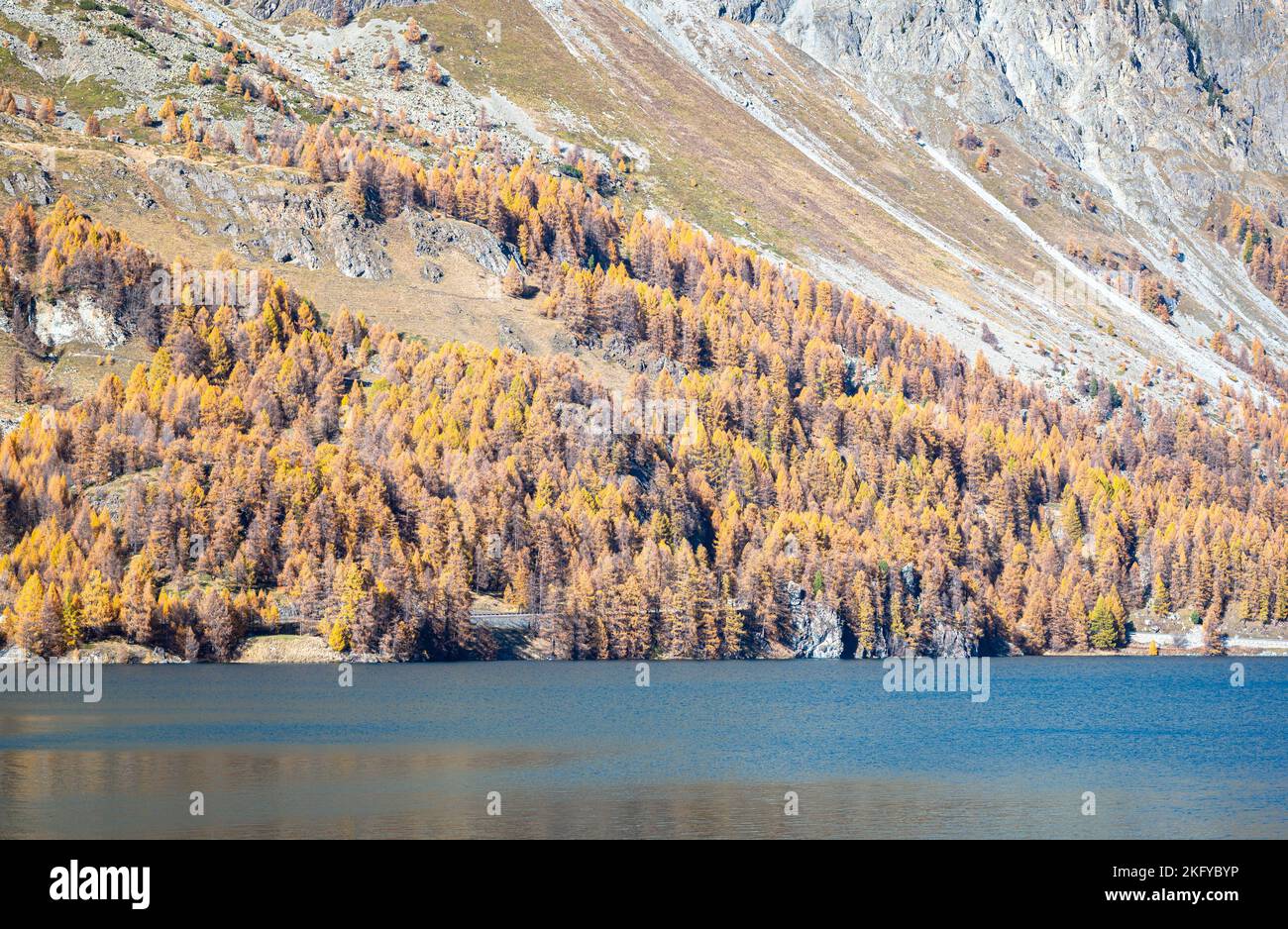 Lärchen in goldenen Herbstfarben am Ufer des Lake Sils in der Region Oberengadine, Schweiz Stockfoto