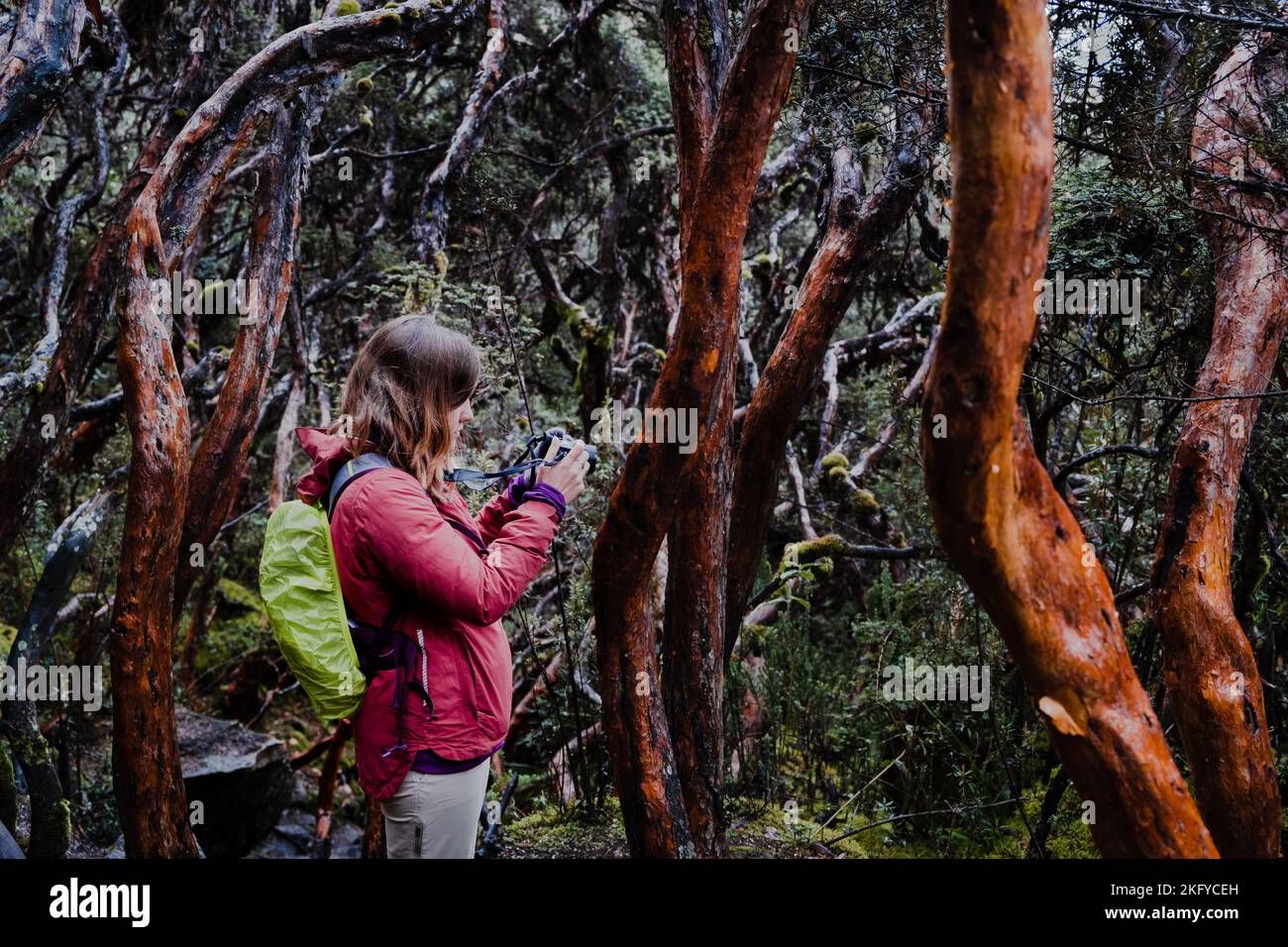 Eine Touristin, die ihre Fotos auf dem Display ihrer Kamera in einem Papierbaumwald im Nationalpark von Aikas im Hochland Ecuadors überprüft. Stockfoto