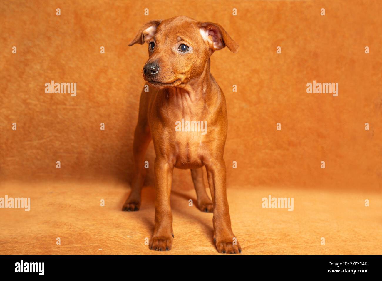 Ein kleiner Welpe steht auf braunem Hintergrund. Glatter, brauner, reinrassiger Welpe. Nahaufnahme. Der kleine Hund schaut weg. Stockfoto