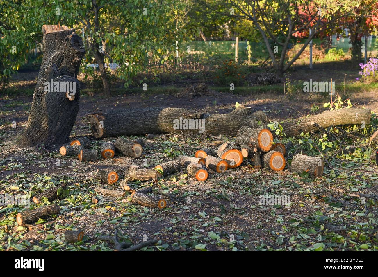 Die gefällten Baumstämme liegen neben einem Baum, der zu Boden gefallen ist. Stockfoto