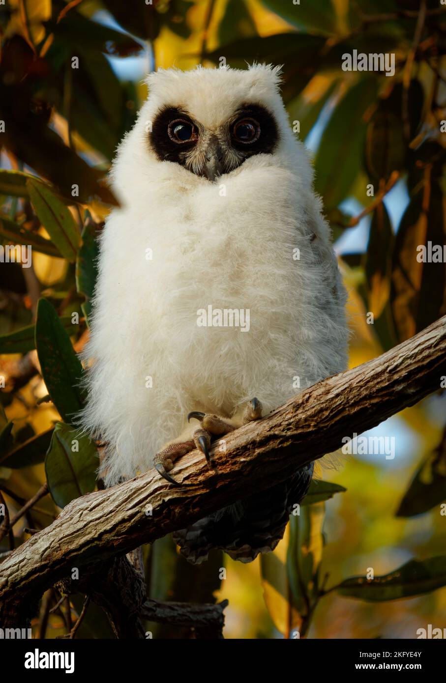 Madagaskar-Eule - ASIO madagascariensis auch Madagaskar- oder Madagaskar-Langohreule, endemisch auf der Insel Madagaskar, weißes, junges Baby-Küken auf dem Th Stockfoto